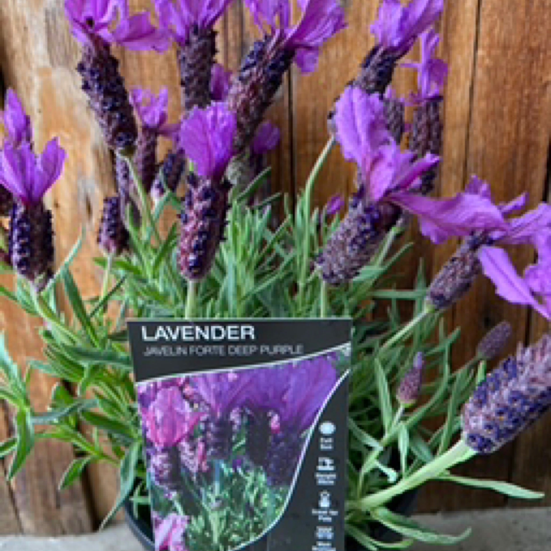 Lavender javelin forte deep purple willows garden oasis